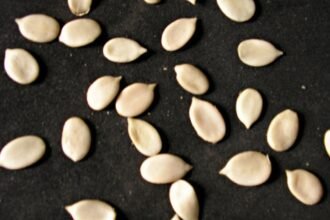 Egusi Seeds Headed to Space in Historic Science Project