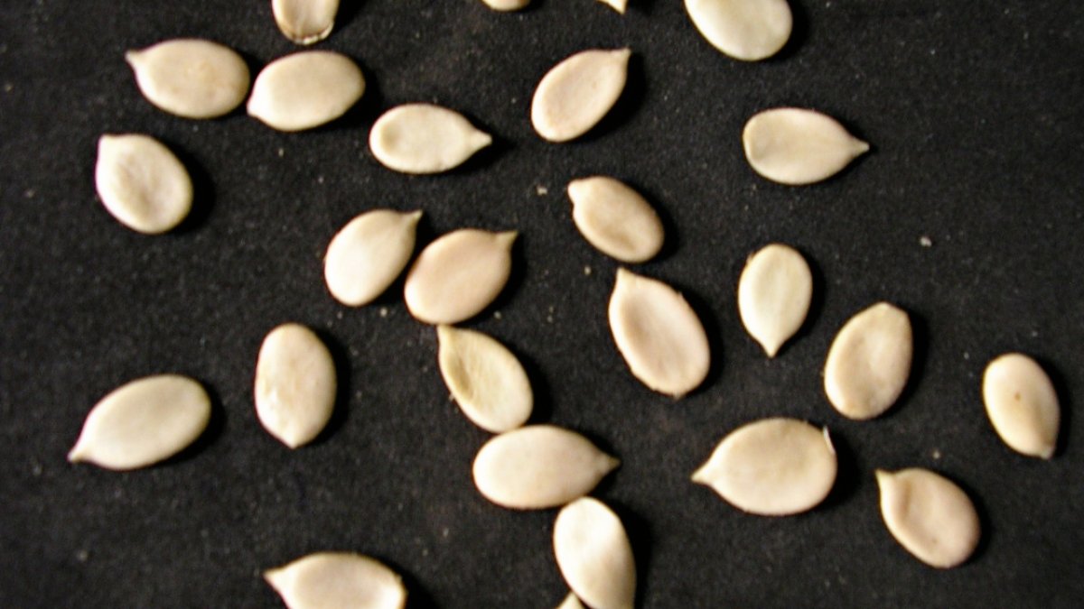 Egusi Seeds Headed to Space in Historic Science Project