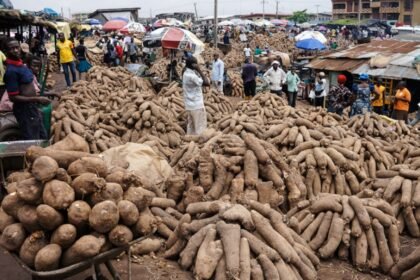 GMOs in Nigeria: The Shocking Truth You Need to Know
