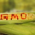 GMOs Not Harmful If Regulated, Says NAFDAC Boss