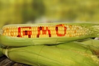 GMOs Not Harmful If Regulated, Says NAFDAC Boss