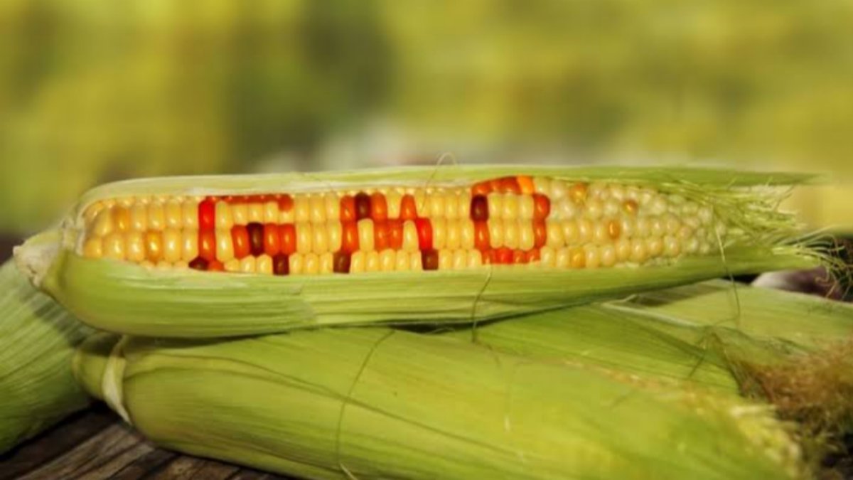 GMOs Not Harmful If Regulated, Says NAFDAC Boss