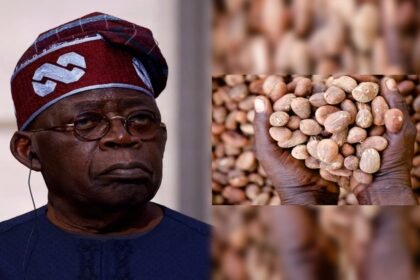 JUST IN: Tinubu Orders Temporary Ban on Raw Shea Nut Export