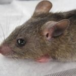 Lassa Fever Claims 168 Lives Across 21 States