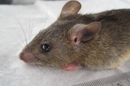 Lassa Fever Claims 168 Lives Across 21 States