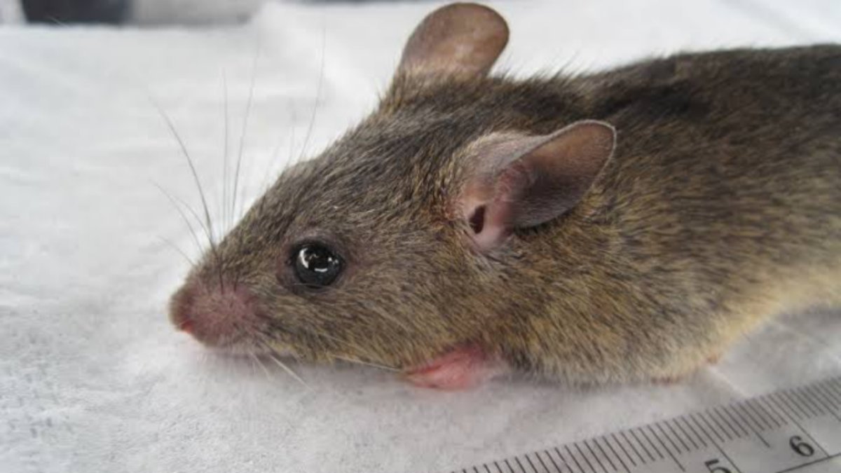 Lassa Fever Claims 168 Lives Across 21 States