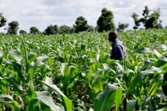 BOA, IOM Unveil $200m Support Fund