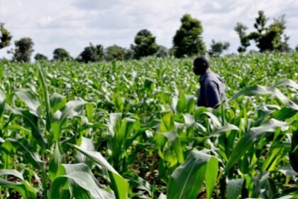 BOA, IOM Unveil $200m Support Fund